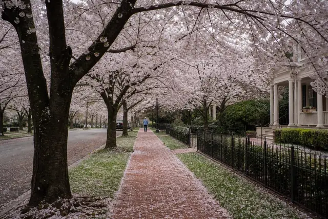 Healthy Yoshino cherry trees blooming along a Macon neighborhood street