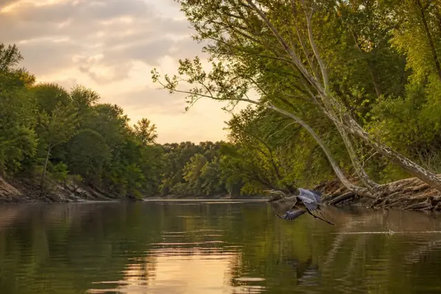 Wooded banks along the Ocmulgee River in golden evening light