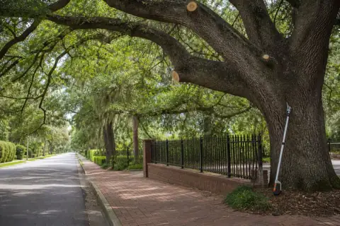 Raised oak canopy above a brick sidewalk and driveway on a quiet historic Macon street