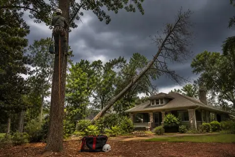 Rigging line set in a declining pine near a Macon home under a summer thunderhead