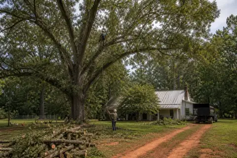 Rope-based pruning in a large backyard pecan beside a red-clay farm lane