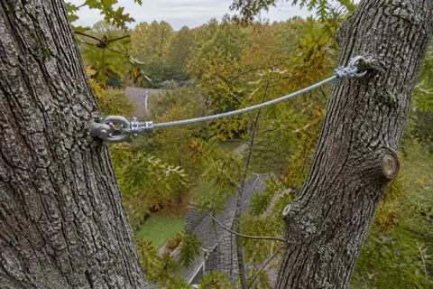 Steel support cable installed between two leaders of a broad southern red oak