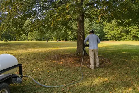 Root-zone probe used beneath a thinning water oak on a Macon lawn with red clay visible