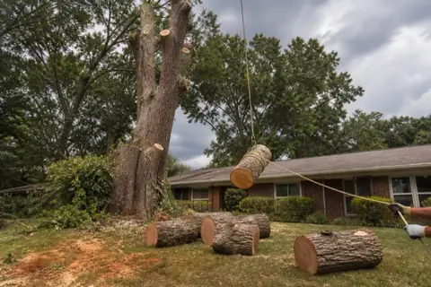 Controlled sectioning of a mature water oak beside a brick home on red-clay ground