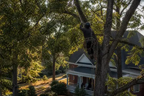 Rope-supported pruning in the broad crown of a mature pecan near a historic Macon porch